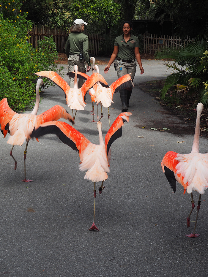 Zoo To Do Patron Party Had Flamingos In The Yard And Guests Seeing