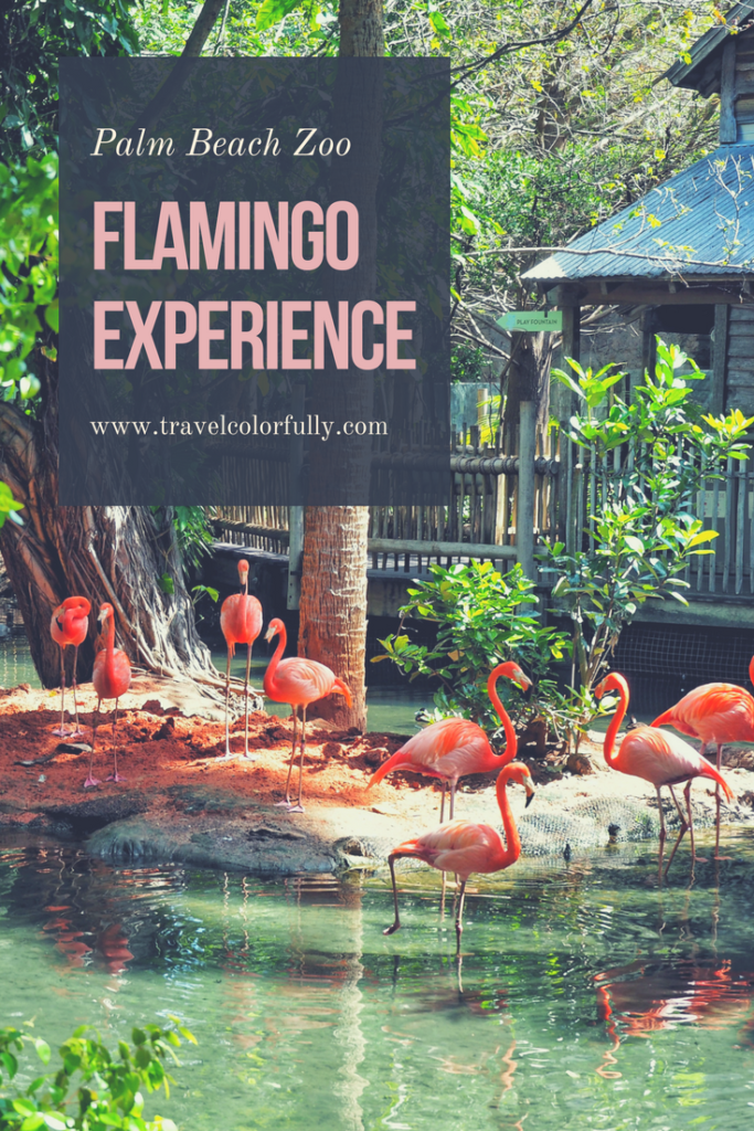 Head To The Palm Beach Zoo In South Florida To Hang out With Flamingos! 