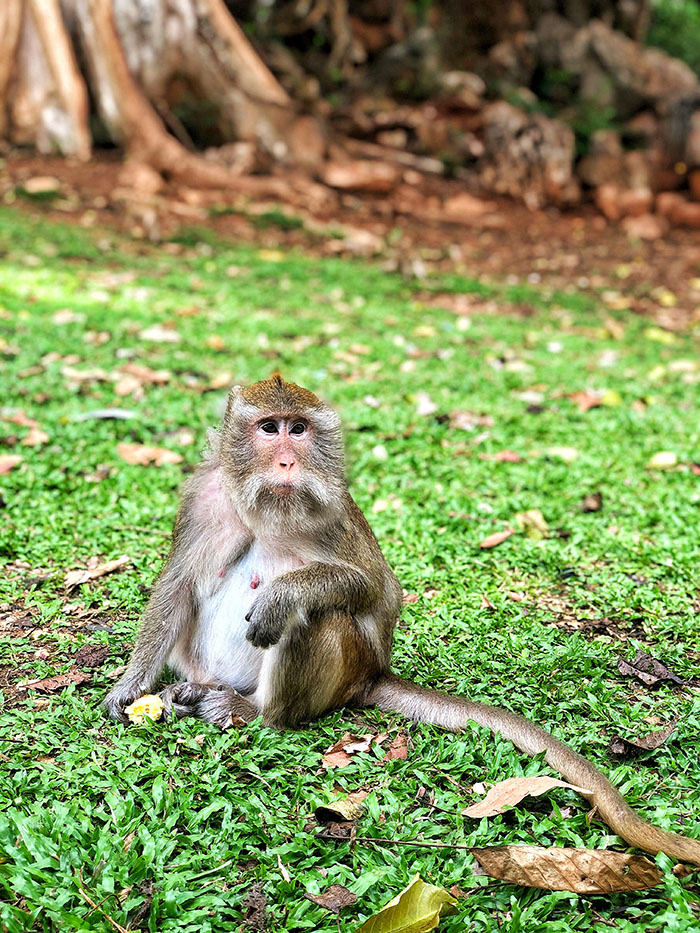 day trip to Khao sok national park