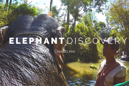 humane elephant experience