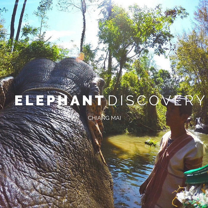 humane elephant experience