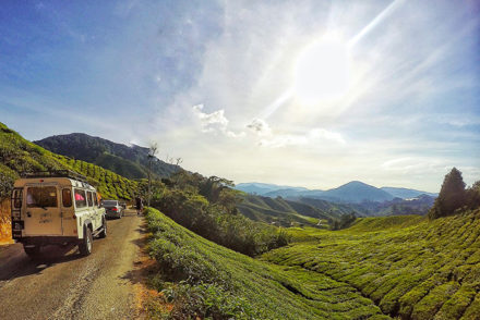 cameron highlands