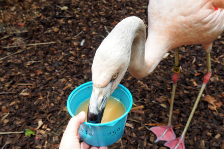 palm beach zoo